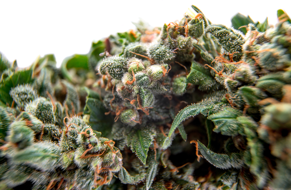 Gorilla Glue